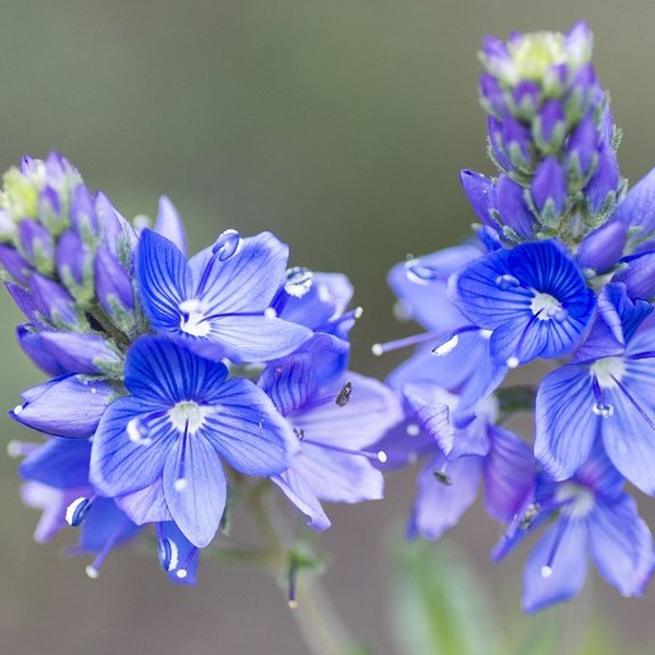 Анхуза (Anchusa)