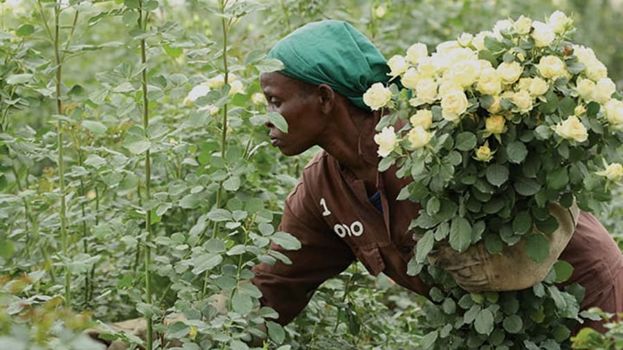 flowers-on-ocean-from-kenya-lady-plucking_720x405.jpg