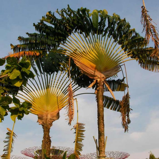 ravenala-madagascariensis-700-650x650.jpg