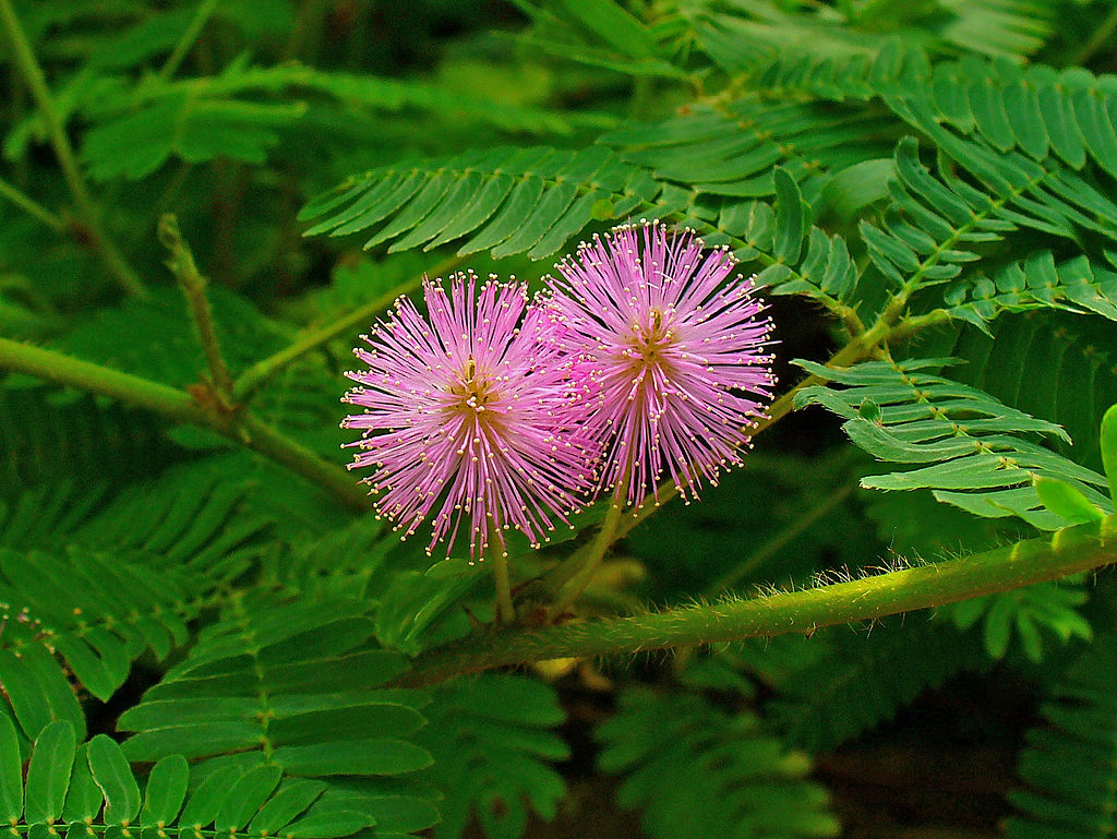 1024px-mimosa_pudica_003.jpg