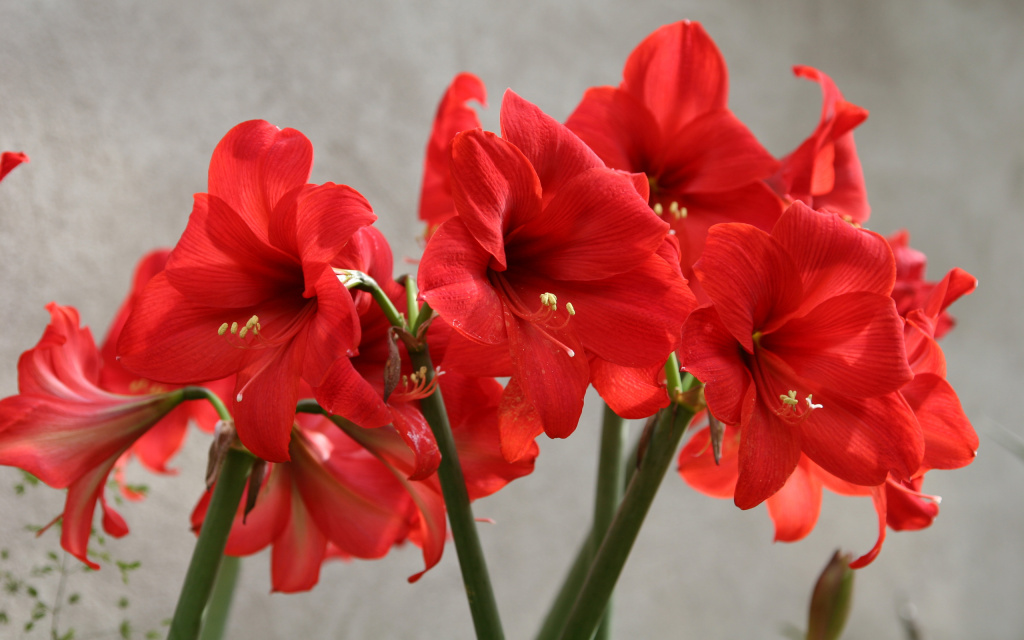 rabstol_net_amaryllis_04.jpg