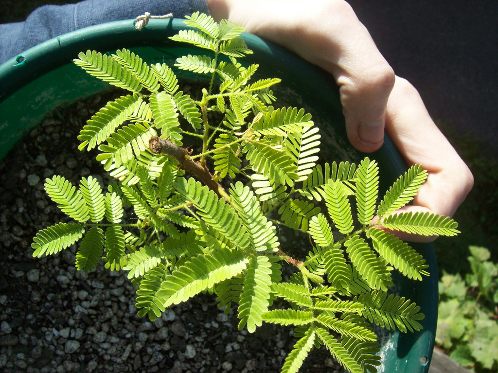 mimosa-tenuiflora-jurema-yellow.jpg